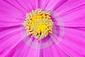 beautiful pink Cosmos bipinnatus flower