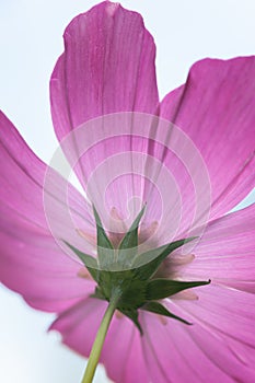 beautiful pink Cosmos bipinnatus flower