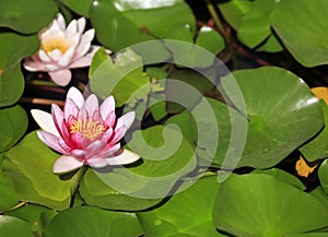 An image of a beautiful pink Nymphaea.