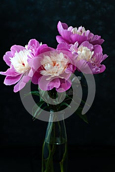 Image with beautiful pink and white fresh peonies in glass bottle on black