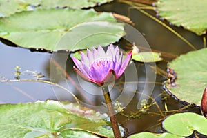 This is an image of beautiful purple water lily or shapla
