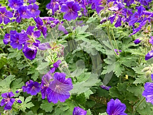 Beautiful wild geranium flowers