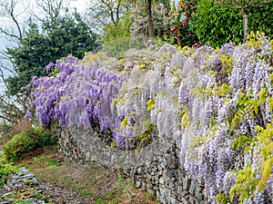 Image of beautiful purple wisteria growing along a stone wall