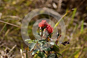 This is an image of beautiful red flowers