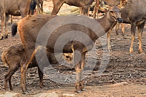 This is an image of beautiful sambar deer or Rusa unicolor.