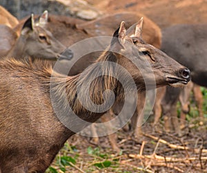 This is an image of beautiful sambar deer or Rusa unicolor.