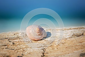 An image of a beautiful seashell photo