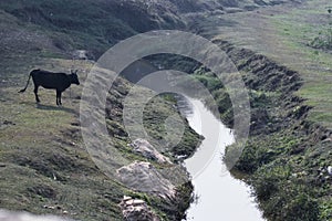 This is an image of beautiful small river in village in india .