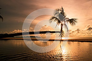 Image of beautiful sunset palm trees on tropical beach background for travel during vacation time,