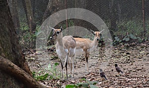 This is an image of beautiful two Asian blackbuck deers in the zoo of India