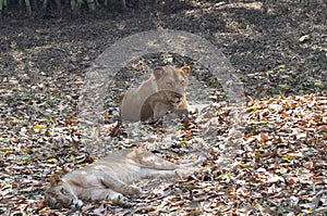 This is an image of beautiful two lions rested on the forests.