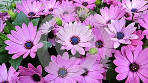 Violet and Pink African Daisy (Cape Daisy) (Osteospermum) Flowers