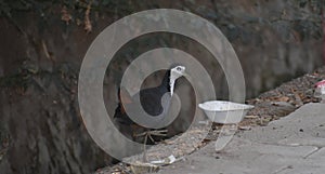 This is an image of beautiful white breasted water hen or water bird or water bird or water fowl in rajasthan india