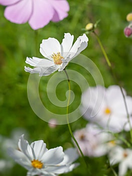 beautiful white Cosmos bipinnatus flower