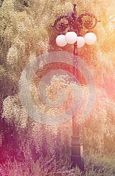 Image of beautiful white flowers and vintage street lamp in the park.