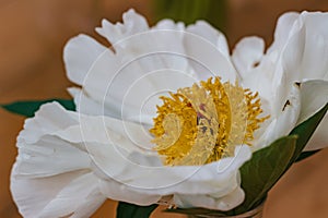 Image of beautiful white peony, close-up