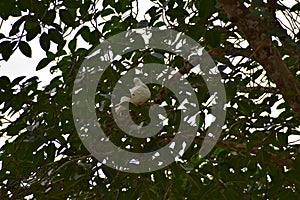 This is an image of beautiful white pigeon bird sitting of the branch of the tree in tripura india