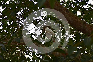 This is an image of beautiful white pigeon bird sitting of the branch of the tree in tripura india .