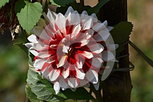 This is an image of beautiful white and red dahlia flower.