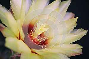 Beautiful yellow cactus flower blooming