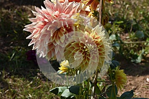 This is an image of beautiful yellow dahlia flowers or yellow flowers.