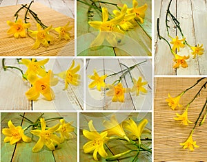 Image of beautiful yellow day-lily flowers against the sun