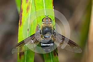 Image of bee fly on a green leaf. Insect. Animal