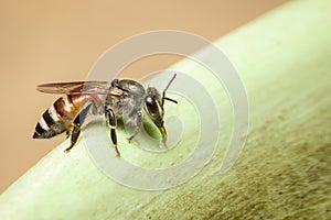 Image of bee hem or dwarf beeApis florea suctioning water on the edge of the sink on a natural background. Insect. Animal