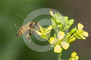 Image of bee or honeybee on flower collects nectar. Golden honeybee on flower pollen with space blur background for text. Insect.