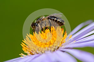 Image of bee or honeybee on violet flower collects nectar. photo