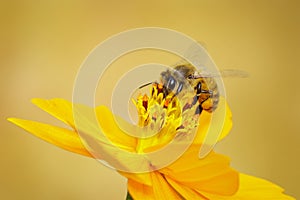 Image of bee or honeybee on yellow flower collects nectar. Golden honeybee on flower pollen. Insect. Animal