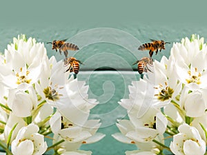 Image of a bees on a flowers photo