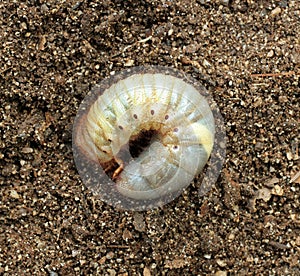 Image of beetle larvae