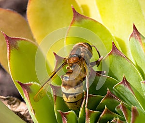 Wasp sits on a flower