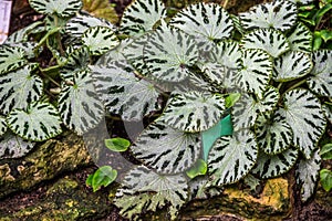 Image of Begonia pustulata in the botanical garden