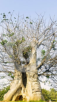 Big Baobab tree under blue sky