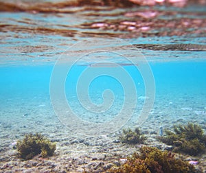 image of billfish swimming on the surface of shallow sea water