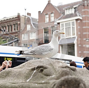 Image of bird in Amsterdam