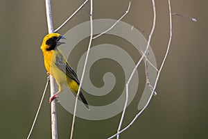 Image of bird Asian golden weaver on the branch.