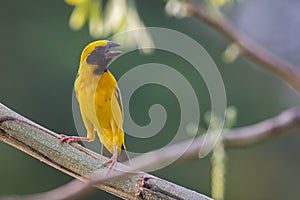 Image of bird Asian golden weaver on the branch on nature back