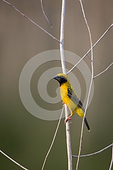 Image of bird Asian golden weaver on the branch on nature back