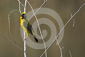 Image of bird Asian golden weaver on the branch on nature back