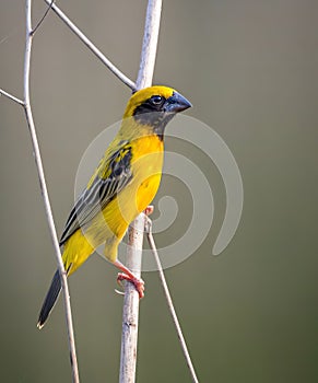 Image of bird Asian golden weaver on the branch on nature background. Wild Animals