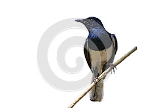 Image of bird on the branch isolated on white background. Oriental Magpie Robin Copsychus saularis. Bird. Animal