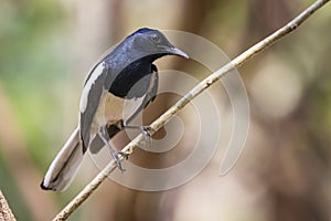Image of bird on the branch on natural background.