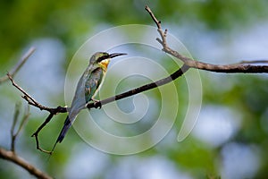 Image of bird on the branch on natural background. Wild Animals.