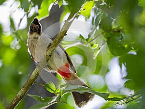 Image of bird on a branch on nature background.