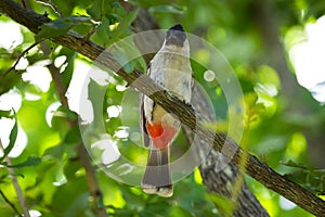 Image of bird on a branch on nature background.