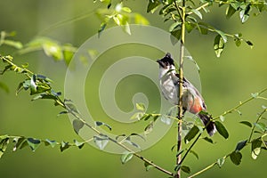 Image of bird on a branch on nature background.