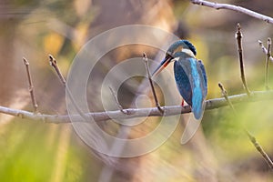 Image of bird Common Kingfisher Alcedo atthis